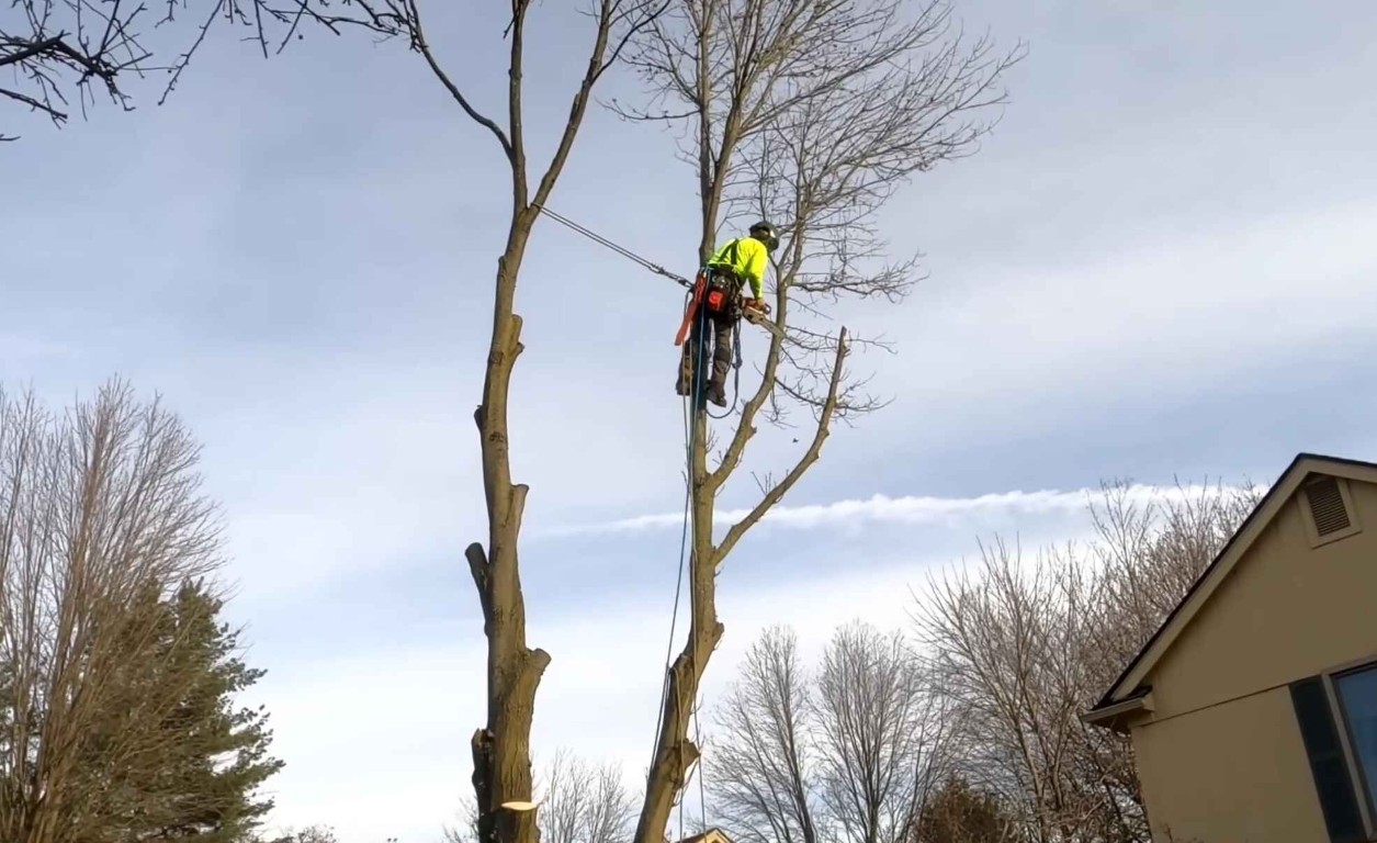 Emergency tree service response in El Centro, CA