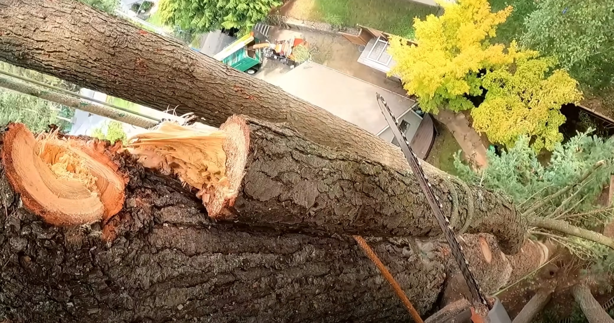 Professional arborist consulting in El Centro, CA